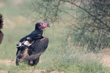 red-headed vulture (Sarcogyps calvus), also known as the Asian king vulture, an Old World vulture at Desert National Park in Rajasthan, India