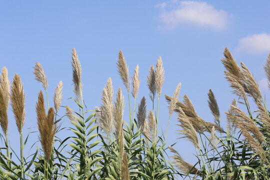 Arundo donax with flower panicles