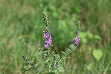 Lythrum salicaria (purple loosestrife) flower in autumn