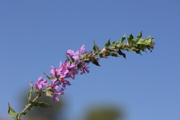 Lythrum salicaria (purple loosestrife) flower in autumn