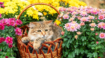 Portrait of a cute gray kitten in a basket in the garden with yellow and pink chrysanthemum flowers