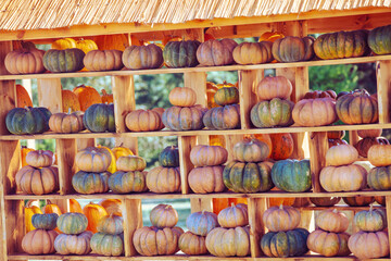 Pumpkins House wall. Halloween, Thanksgiving, autumn harvest background