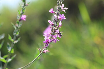 Lythrum salicaria (purple loosestrife) flower in autumn