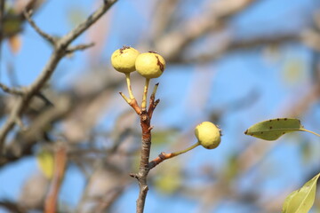Pyrus pyraster (Wild pear) fruit