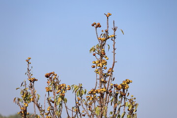 Pyrus pyraster (Wild pear) fruit