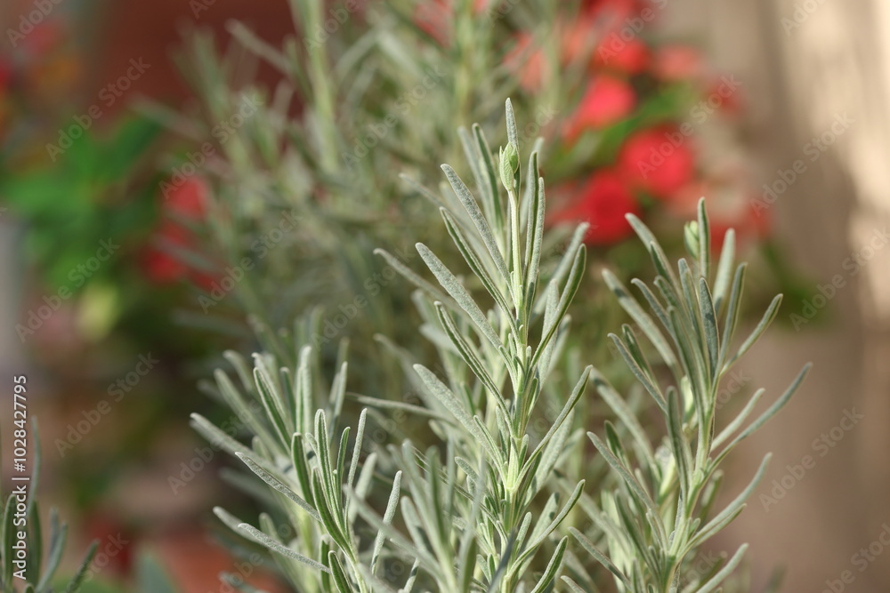 Wall mural close up of lavender plant