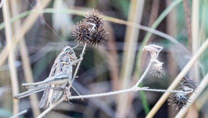Two grasshoppers are perched comfortably on a vibrant green plant within the lush grass, enjoying their surroundings in nature