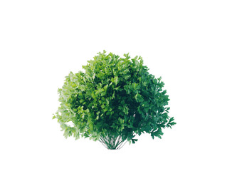 Obraz premium A small bundle of fresh green parsley leaves, perfect for garnishing and cooking, isolated on white background PNG transparent.