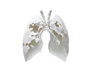 Paper cutout of lungs with holes representing lung damage, isolated on a white background.   PNG transparent.