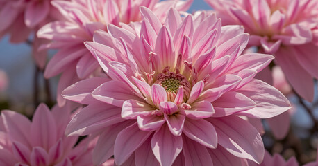 Obraz premium A close-up of soft pink dahlia flowers in full bloom, with delicate petals layered in a symmetrical arrangement, basking in natural sunlight against a blurred garden background
