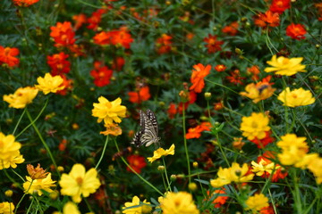 アゲハとコスモス