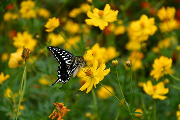 アゲハとコスモス