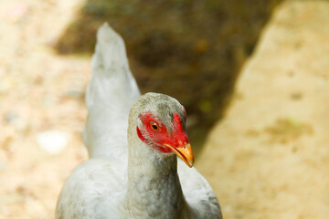kampong chickens roam the yard