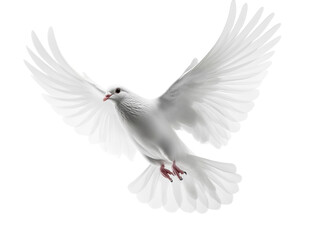Fototapeta premium White dove silhouette on white background PNG transparent.