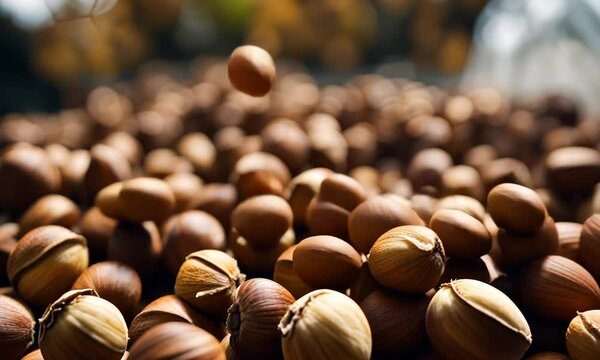 Handful of hazelnuts.