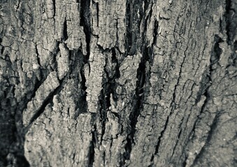 close up photo of a tree trunk with unique and beautiful fibers