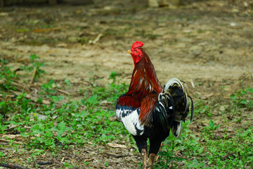 kampong chickens roam the yard
