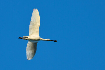 Eurasian Spoonbill, Platalea leucorodia