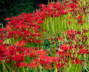 赤羽緑地公園　彼岸花風景