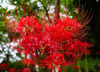 赤羽緑地公園　彼岸花