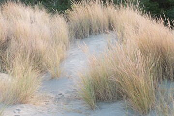 Grass Bushes at Coastal Sand Dunes - Natural Habitat Along the Shore