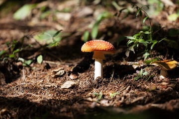 fly agaric close up in the forest