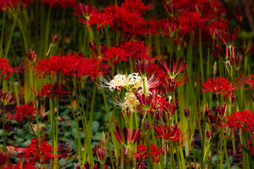 赤羽緑地公園　彼岸花