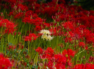 赤羽緑地公園　彼岸花