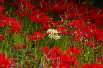 赤羽緑地公園　彼岸花