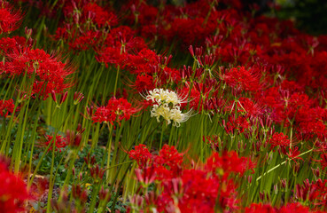 赤羽緑地公園　彼岸花