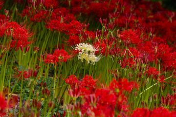 赤羽緑地公園　彼岸花