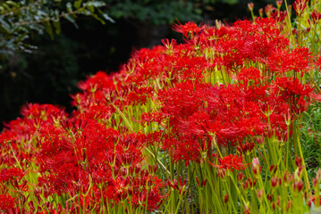 赤羽緑地公園　彼岸花