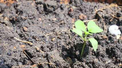Loamy black soil for planting trees