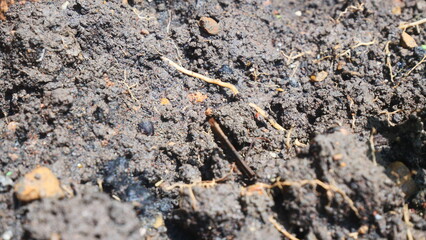 Loamy black soil for planting trees