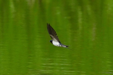 barn swallow in flight