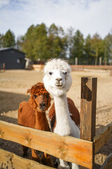 Two funny lamas outdoor. Cute alpacas, lama animal, llama  in the zoo. Funny animal portrait. Close up tender young alpaca from llama farm or zoo. Furry lama baby