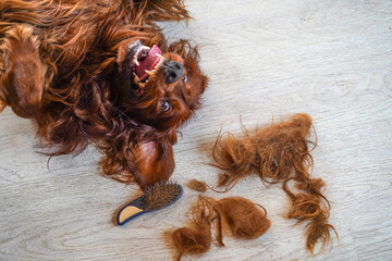  Combing dog's fur with a comb. Happy smiling Irish Setter on the floor