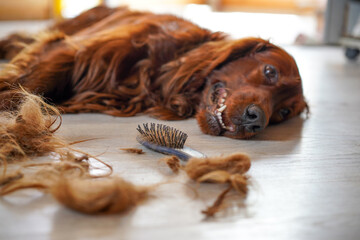  Combing dog's fur with a comb. Happy Irish Setter on the floor