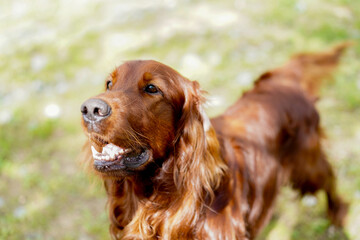  Irish red setter on green grass near playground.