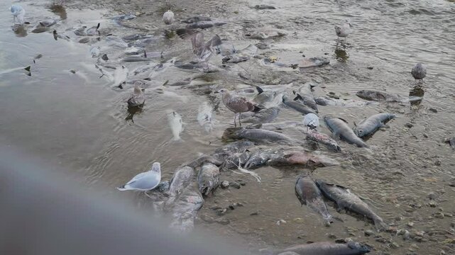 Seagulls gather on the shore amidst a large group of salmon during a river spawning event