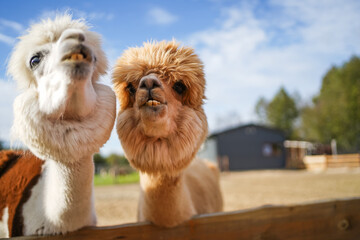 Two funny lamas outdoor. Cute alpacas, lama animal, llama  in the zoo. Funny animal portrait. Close up tender young alpaca from llama farm or zoo. Furry lama baby © Iryna