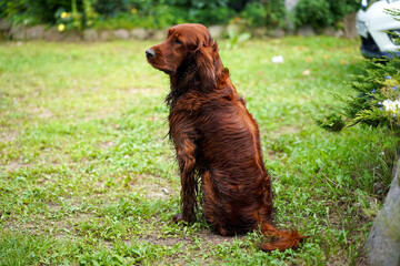  Irish red setter sitting on green grass near playground.