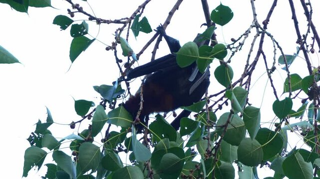 Close up shot of a little red flying-fox (pteropus scapulatus) hanging upside down from a tree branch amidst lush green foliage, crawl along the tree branch and foraging the fruits.