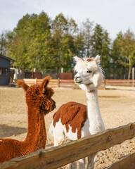 Two funny lamas outdoor. Cute alpacas, lama animal, llama  in the zoo. Funny animal portrait. Close up tender young alpaca from llama farm or zoo. Furry lama baby © Iryna