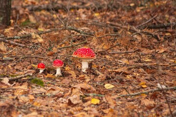 Red fly agaric mushroom in green moss