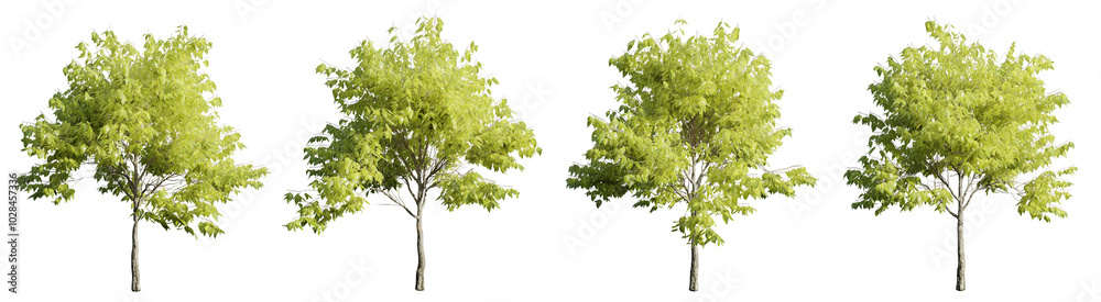 Poster tree on transparent background.3d rendering