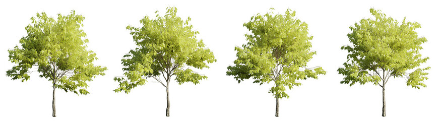 Tree on transparent background.3d rendering