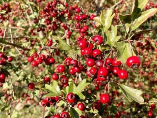 Hawthorn or Crataegus berries. Red hawthorn fruits close-up, in their natural growing environment outdoors.