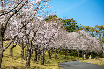 桜と遊歩道
