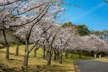 Fototapeta premium 桜と遊歩道 